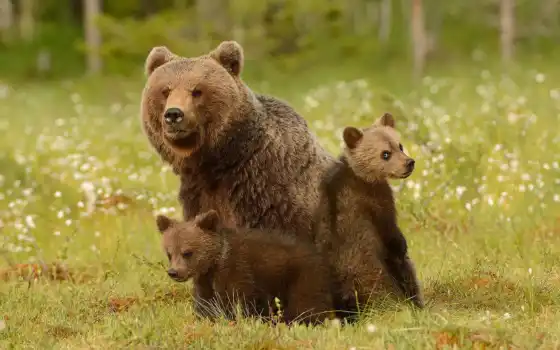 медведь, медвежонок, аватар, урса, два, фото, тюльпанно, форум, животное