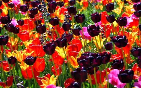 сад, травка, цвет, тюльпан, модульный, всегда, вид, продукт