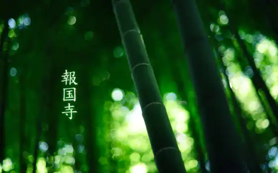 иероглифы, бамбук, цвет, фен, лес, горение,