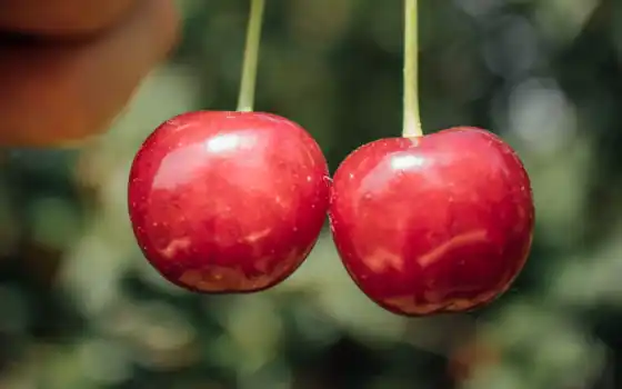 вишня, ягода