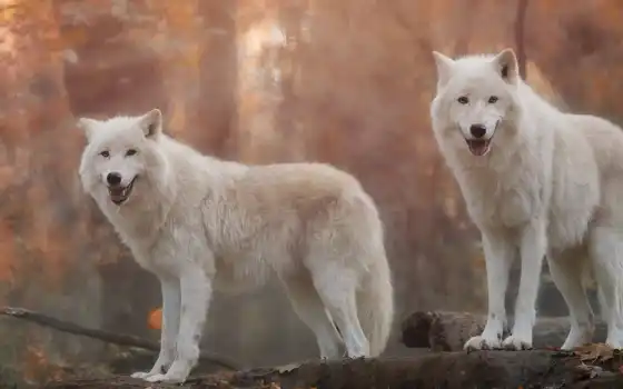 волк, white