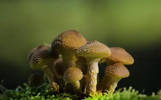 гриб, макрий, природа