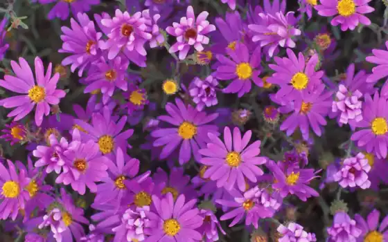 Цветы, фиолетовый