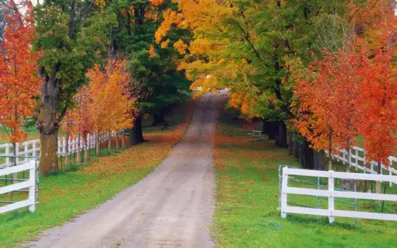осень, природа, дорога, лес, забор, 