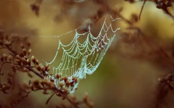 web, spider, dew, drops, паутина, роса, капли,ветки,