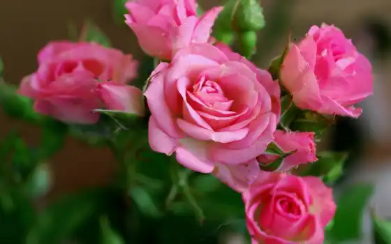 цветы, розы, розовые, 