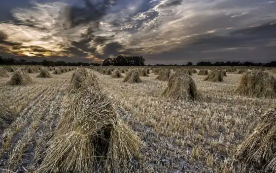 природа, поле, пшеница, страница, закат, 