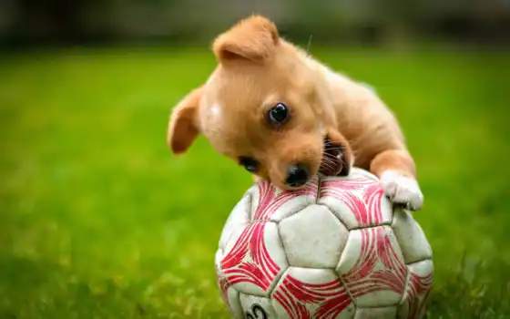 футбол, игры, щенок, газон, красный, животные, малыш,