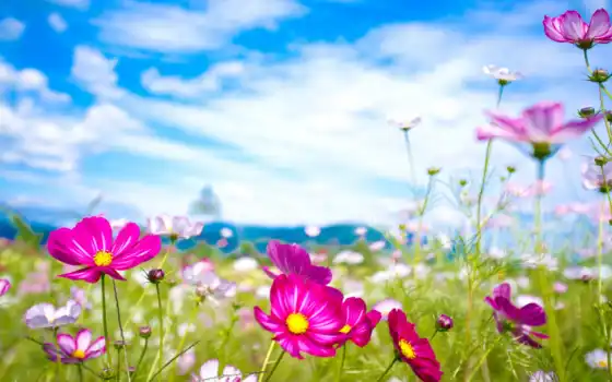 цветы, поле, небо, природа