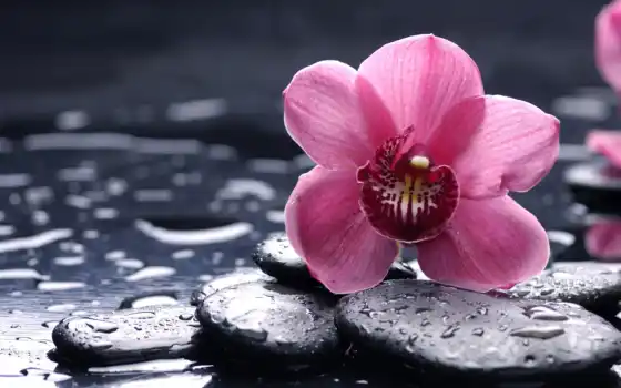 орхидея, цветы, камень, drop