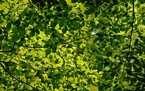 дерево, лист, фото, изображение, зеленый, зелень, ходжа, фотография, арбол, планта, ветка