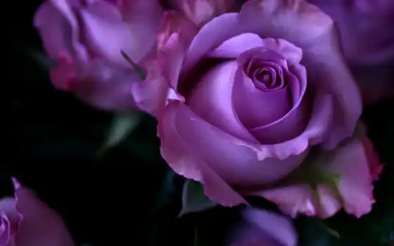 розы, розы, пурпурные, пурпурные, розовые, лучшие, больше, об, смотрите, цветы,