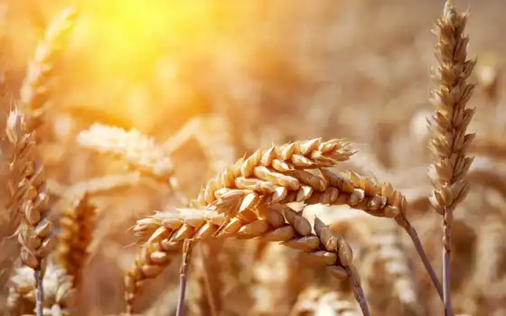 пшеница, ears, спелый, трава, поле, природа, 