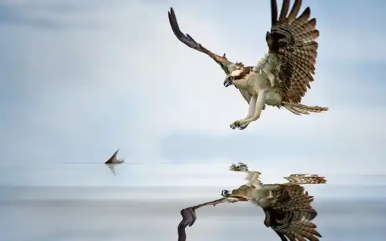 osprey, рыба, вода, охота, крылья, гнездо, сапоги, ospreys, спред,