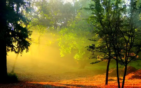 лес, рассвет, утро, деревья, солнце, аромат, лучи, дымка,