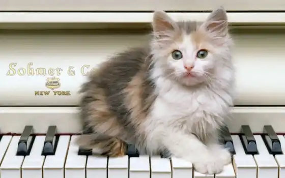 пианино, кот, котенок