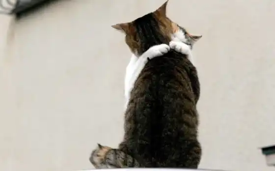 кот, обними меня, кошачий