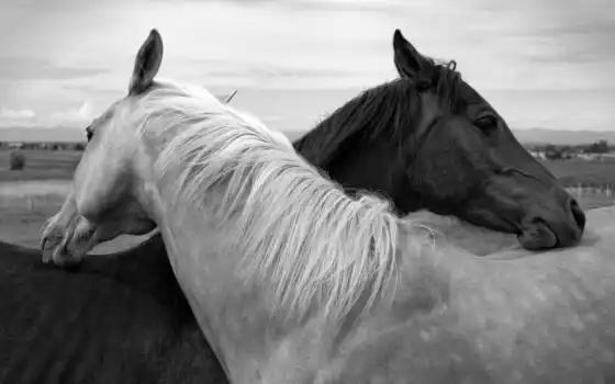 лошади, белая, лошадь, черная, чёрно, обнимающиеся, белое, пара, 