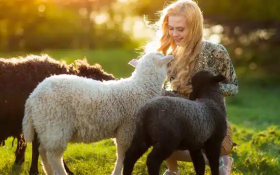 девушка, улыбка, овца, ветер, поле, трава