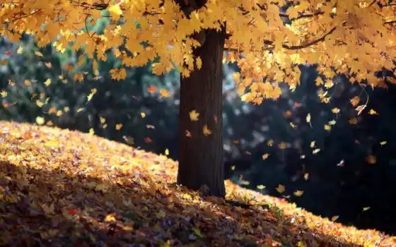 дерев, instagram, kurdinus, осень, лист, ли, литературные, последующие,