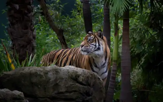 тигр, animal, животные, природа