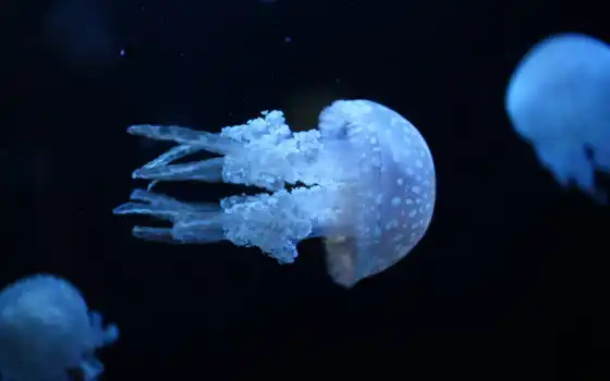 jellyfish, медузы, water, море, underwater, 