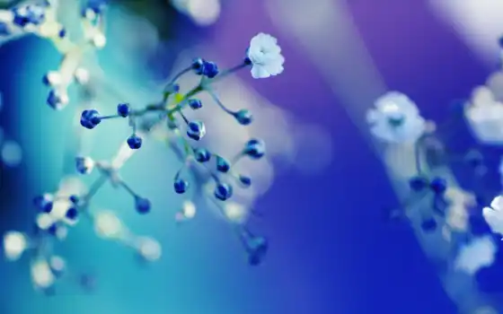 цветы, branch, blue, water