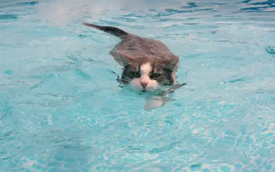 пловцы, кошки, которые, как, как, воды, воды, воды,