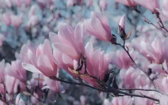 cvety, розовый, free, magnolia, цветы, branch