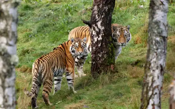 тигры, красивых, забрать, дерева, красавица, наборе, два, тигра, 