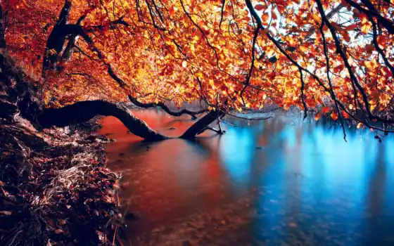 осень, горный лес, река, деревья, леса,