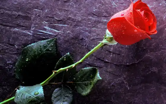 rosa, vermelha, parede, papael, botão, para, flores, amor,