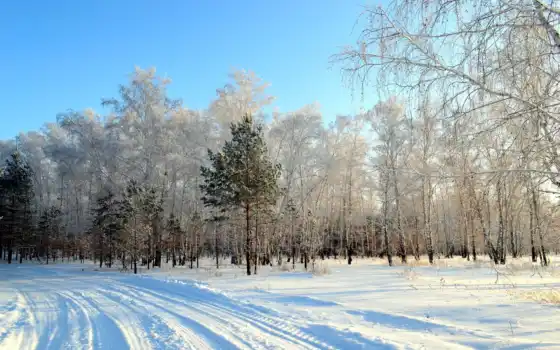 зима, деревья, леска, прекрасный, пейзажи, осц, парки,