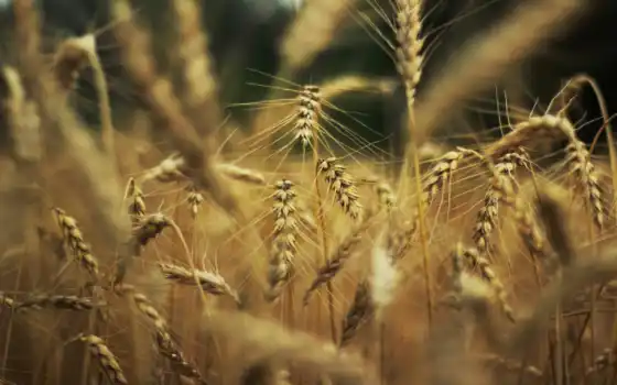 природа, пшеница, 