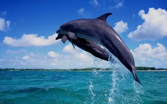 дельфина