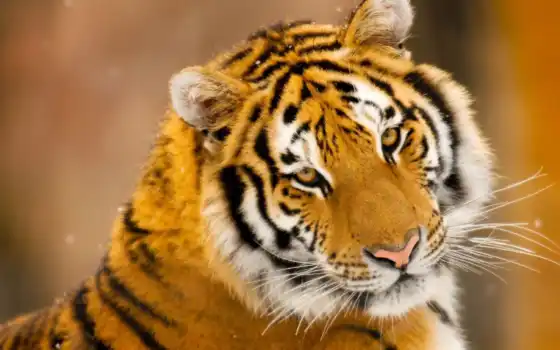 тигр, animal, wallpaperscave, wild, красивый
