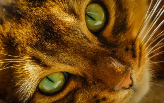 глаза, кот, морда, кошки, зеленые, взгляд, усы, 