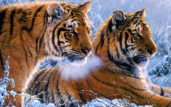 зима, тигры, лучшие, загруженные