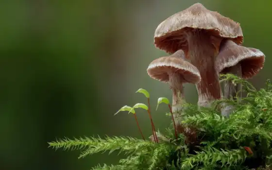 basidiomyco, растение, природа, mushroom