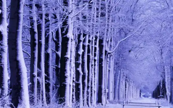 лес, winter, зимние, дорога, trees, сказочный, фиолетовым, снега, оттенком, 