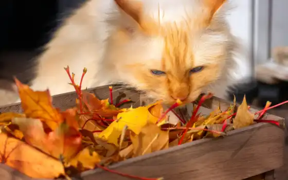 листь, кошка, взгляд, осень, поза, ящик, свет, кот, морда