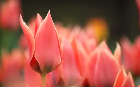 тюльпаны, розовые, цветы, красные, бутоны, весна, макро, 