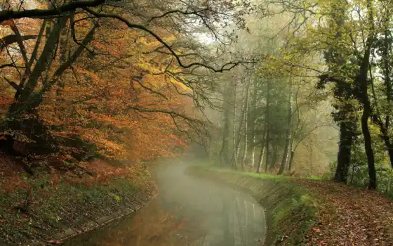 осень, дерев, лес, хр, прогулка, река, вода, дика,