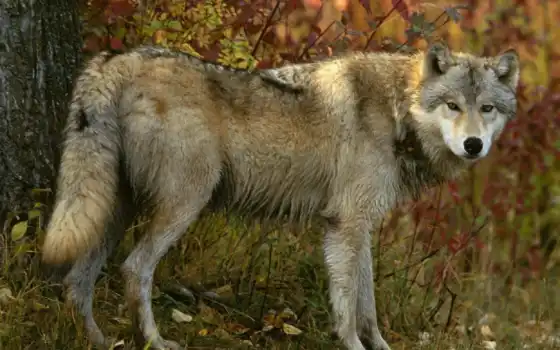 волк, лес, осень, смотреть, серый, 