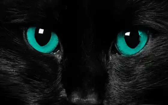 кот, черный, глаз, животное