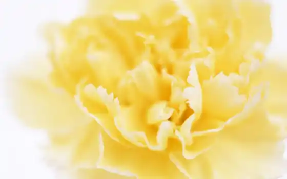 жёлтый, жёлтый, жёлтый, белый