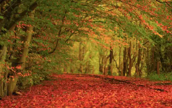 ковар, осень, деревья, ли,