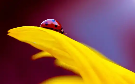 изображение, фон, desktop, ladybug, тв, 