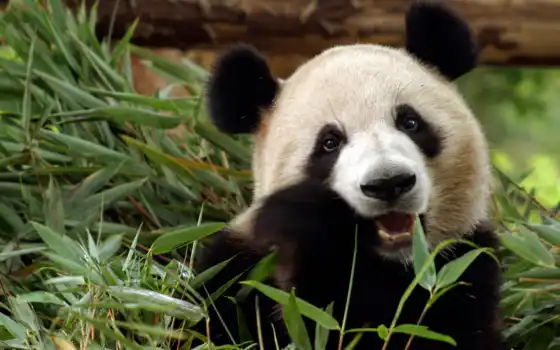 панда, медосмотр, морда, животное, бамбук, баз, белый, малыш