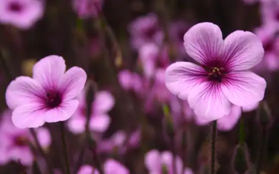 фиолетовый, цветы, цветок, фон, настольный, бесплатный,